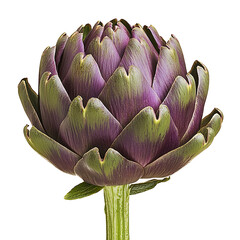 Obraz premium an artichoke on a transparent background, PNG image, PNG file, Generative art.