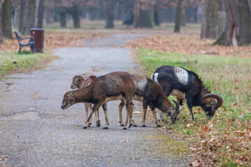 Mouflon - Ovis musimon in the wild in the forest