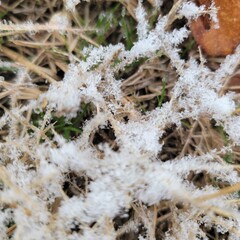 frost on the grass