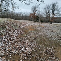 autumn in the forest