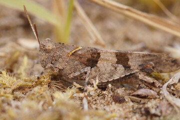 Closeup on a blue-winged grasshopper, Oedipoda caerulescens sitting on sand surface in the dunes