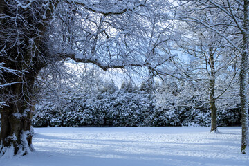 Large branchy trees in the middle of a snowy park, surrounded by a peaceful white winter scene