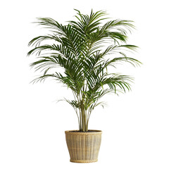 a potted plant in a basket on a transparent background, PNG image, PNG file, Generative art.