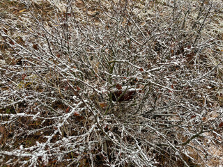 The first snow has fallen on the plants