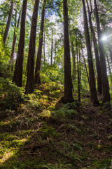 Fototapeta premium Redwoods at Muir Woods National Monument.