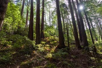 Obraz premium Redwoods at Muir Woods National Monument in San Francisco, California.