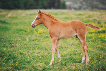 horse foal on summer pasture. Cute young horse foal standing in a green grass meadow with yellow flowers in spring