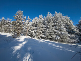 Winter Panorama of Vitosha Mountain, Bulgaria