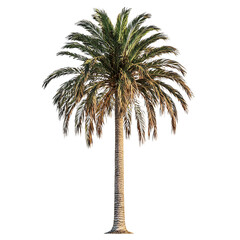 Obraz premium a tall palm tree on a transparent background, PNG image, PNG file, Generative art.