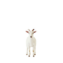 Obraz premium a small white goat standing on a transparent background, PNG image, PNG file, Generative art.