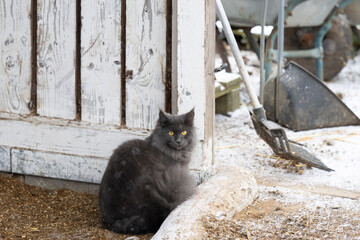wunderschöne junge Main Coon Katze blue smoke mit gelben Augen sitzend im Pferdestall an einem Wintertag mit Schnee
