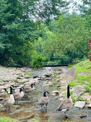 Fototapeta premium ducks on the lake