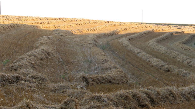 Gerstenstroh angeh&auml;uft zum Trocknen in Reihen auf dem Feld in der Abendsonne an einem warmen Sommertag