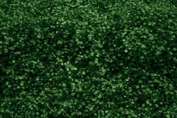 Naklejka premium Green dense grass cover. Nature background in dark tones with space for text
