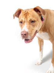 Playful dog standing in front of blue background. Happy Pitbull dog with open mouth waiting on toy or food. Hopeful body language. 2 years old, female, Boxer Pitbull mix, fawn. Selective focus.