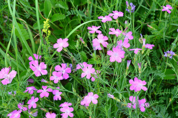 background of some pink carnation flowers are growing in the green grass