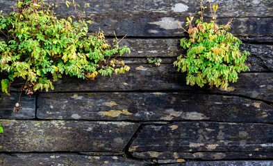 autumn leaves on a stone wall