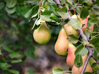 Harvesting ripe pears in a sunlit orchard showcasing nature's bounty and beauty
