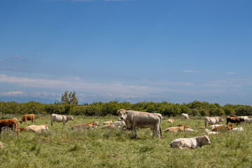 Cows on a pasture outdoor, Sicily, Italy