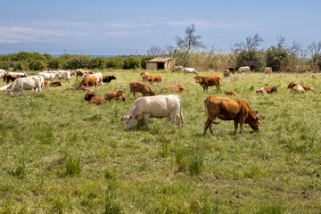 Cows on a pasture outdoor, Sicily, Italy