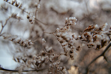 Boho dry flowers and branches macro view 
