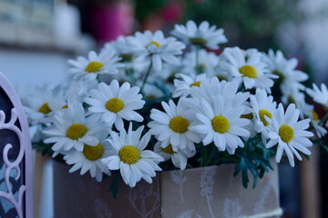 daisies Leucanthemum vulgare in a elegant and rural composition near an old lamp on the wood table in summertime lights