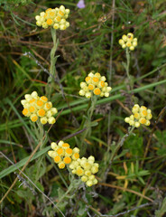 In the wild, the blooms immortelle (Helichrysum arenarium)