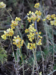 In the wild, the blooms immortelle (Helichrysum arenarium)
