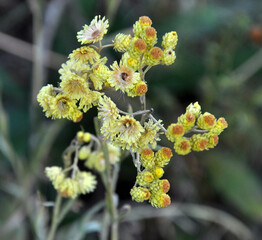 In the wild, the blooms immortelle (Helichrysum arenarium)