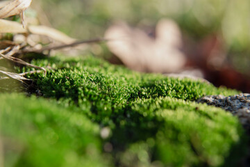 Obraz premium Moss details close up view, macro nature