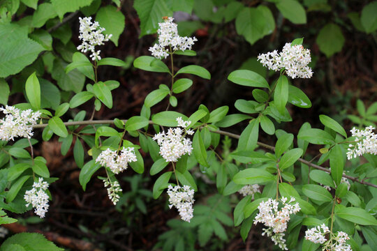 In the spring in nature, ordinary privet (ligustrum vulgare) blooms