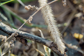 Boho dry flowers and branches macro view 