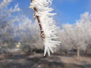 Tree branches covered by hoar frost, Colorado