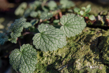 Moss details close up view, macro nature