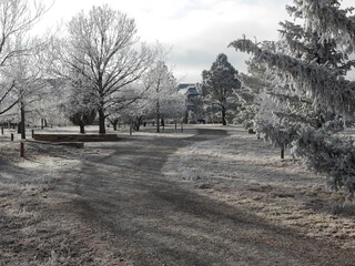 Park with trees covered by hoar frost, Colorado