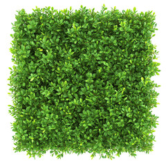 Obraz premium A vibrant green bush in a perfect square shape isolated against a transparent background for creative use, green bush square shape isolated on transparent background