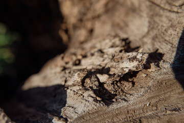 Wooden texture close up view