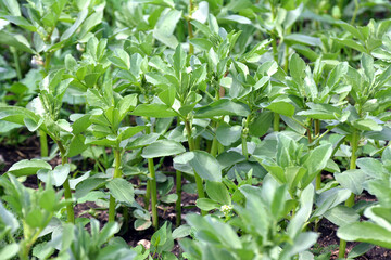 Horse bean (Vicia faba) grows in the soil