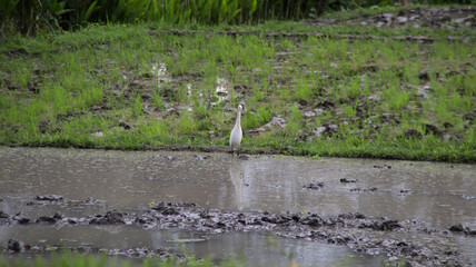 White Egret Standing in a Muddy Rice Field with Reflective Water and Vibrant Green Grass in a Tropical Landscape