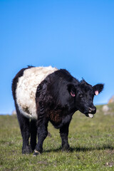 Cow with tongue out