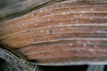 Dry reed grass and leaves macro photo, close up view, blurred background