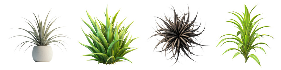 Obraz premium Air plant tillandsia isolated on transparent background, Set of