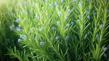 Fototapeta premium Lush green rosemary plants with delicate blue flowers.
