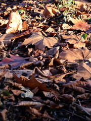 autumn leaves on the ground
Warm light shines through the dry autumn leaves, creating a play of shadows and textures. Red and golden tones emphasise the natural beauty of autumn, conveying an atmosphe