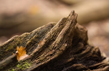 dead tree trunk with a leaf, rotten tree trunk without bark, leaf on a stump, forest floor, colours of the forest, autumn colours on the forest floor, rotten brown wood
