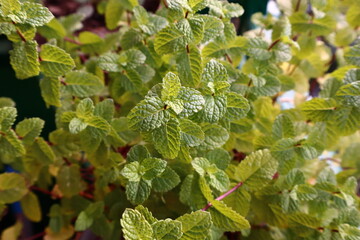 fresh mint plant in pot aromatic green herb for kitchen and home gardening herb fot tea, cooking and home garden