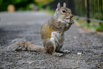 A squirrel in the park.
