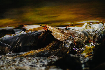 Autumn leaves in the river.