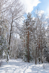 Beautiful snow-covered forest bright rays of the sun illuminate the crowns and trunks of trees.
