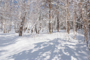 Beautiful snow-covered forest bright rays of the sun illuminate the crowns and trunks of trees.